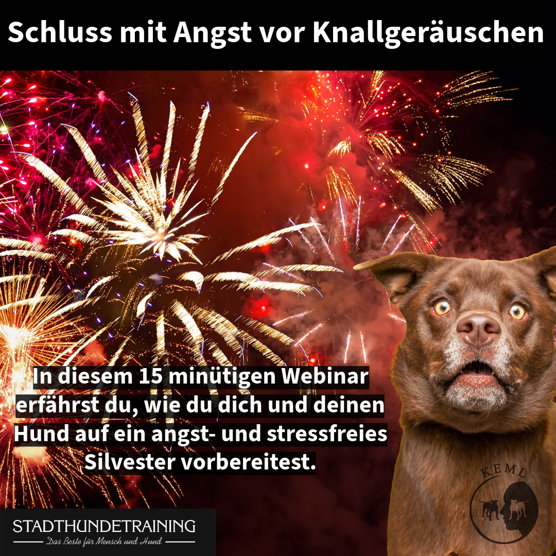 Silvesterangst - Nimm Deinem Hund den Stress zu Silvester